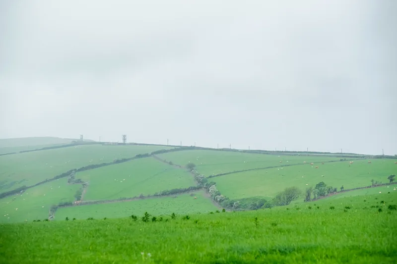 Misty patchwork of green fields with grazing sheep
